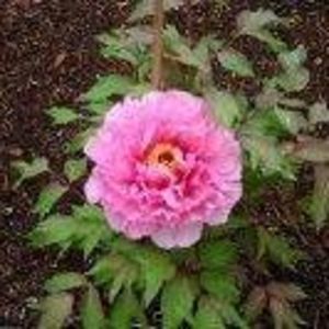 Meet your Posher, Jeannine